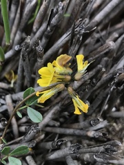 Lotononis umbellata