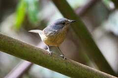 Colluricincla boweri