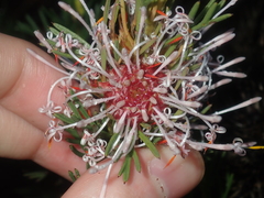 Isopogon asper