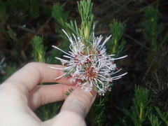 Isopogon asper