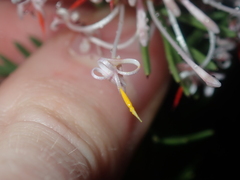 Isopogon asper