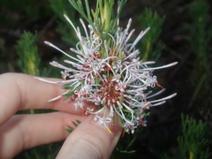 Isopogon asper
