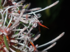 Isopogon asper