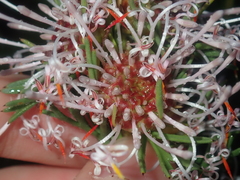 Isopogon asper