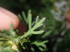 Isopogon asper