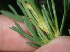 Isopogon asper