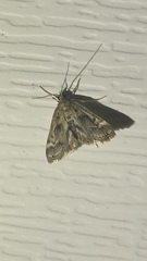 Parapoynx obscuralis