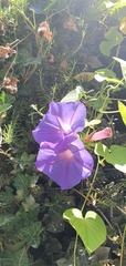 Ipomoea indica