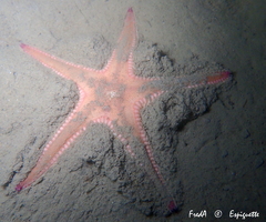 Astropecten irregularis