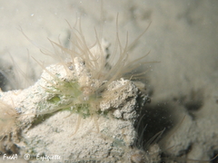 Bunodeopsis strumosa