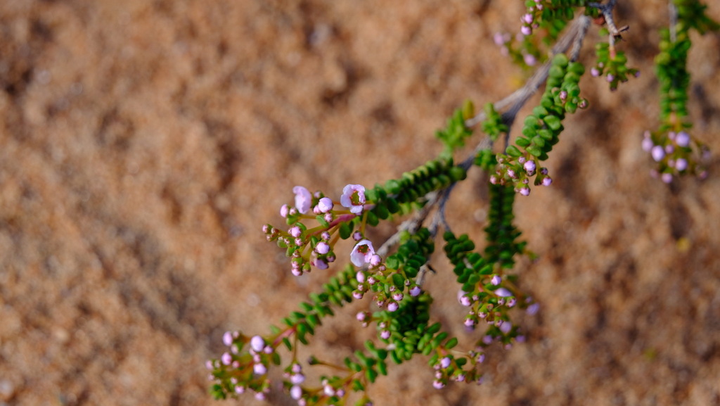 Thryptomene denticulata; photograph (c) Peter Crowcroft, some rights reserved (CC BY)