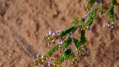 Thryptomene denticulata