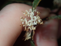 Hakea anadenia