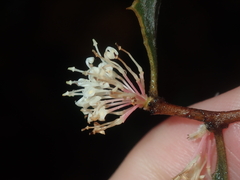 Hakea anadenia