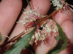 Hakea anadenia
