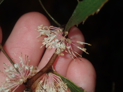 Hakea anadenia