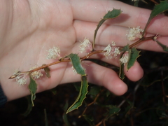 Hakea anadenia