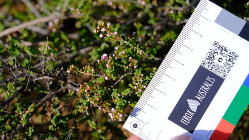 Thryptomene denticulata, photograph 1