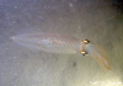 Alloteuthis