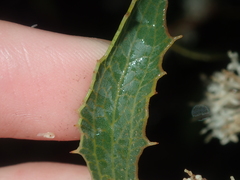 Hakea anadenia