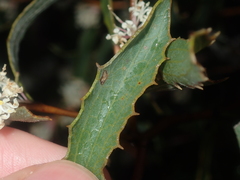 Hakea anadenia