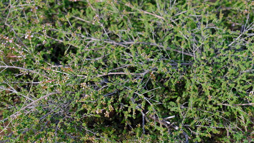 Thryptomene denticulata, photograph 2