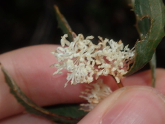 Hakea anadenia