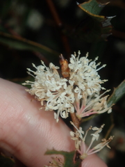 Hakea anadenia