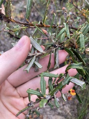 Gastrolobium polystachyum