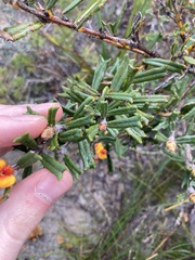 Gastrolobium polystachyum