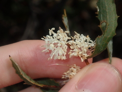 Hakea anadenia