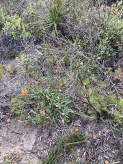 Gastrolobium polystachyum