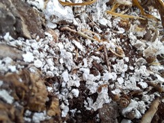 Nylanderia jaegerskioeldi