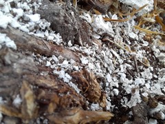 Nylanderia jaegerskioeldi