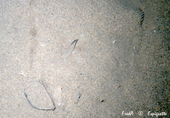 Solea senegalensis