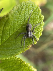 Xerolycosa