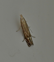 Isophrictis striatella