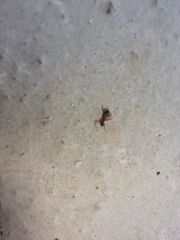 Nylanderia jaegerskioeldi