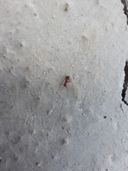 Nylanderia jaegerskioeldi