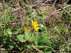 Tetragonia herbacea