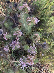 Isopogon adenanthoides