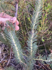 Isopogon adenanthoides