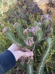 Isopogon adenanthoides