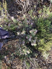 Isopogon adenanthoides