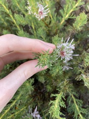Isopogon asper