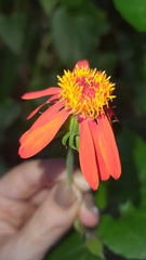 Pseudogynoxys benthamii