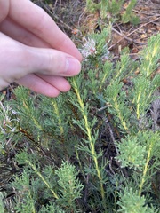 Isopogon asper