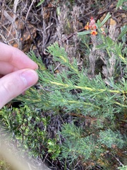 Isopogon asper