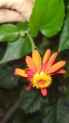 Pseudogynoxys benthamii