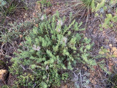 Isopogon asper